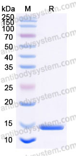 Recombinant Mouse LEP/Leptin Protein, Tag free (Active)