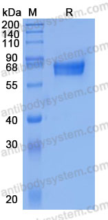 Recombinant Mouse CD134/TNFRSF4/OX40 Protein, C-hFc-His (Active)
