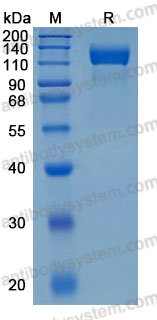 Recombinant Mouse CD295/LEPR Protein, C-His (Active)