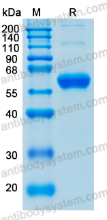 Recombinant Mouse Flt3 ligand/FLT3LG Protein, C-hFc-His (Active)