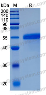 Recombinant Mouse CTSC Protein, C-10*His (Active)
