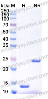 Recombinant Mouse TGFB2/TGF-beta-2 Protein, Tag free (Active)