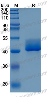Recombinant Mouse FSTL1 Protein, C-His (Active)