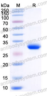 Recombinant Mouse NOG/Noggin Protein, C-His (Active)