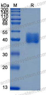 Recombinant Mouse MSLN/Mesothelin Protein, C-His (Active)