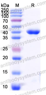 Recombinant Mouse RSPO1 Protein, C-Flag (Active)