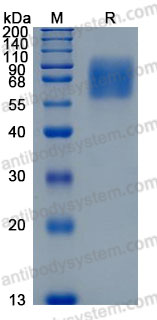 Recombinant Mouse IL23R Protein, C-His (Active)