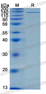 Recombinant Mouse KLB/Beta-klotho Protein, C-His (Active)