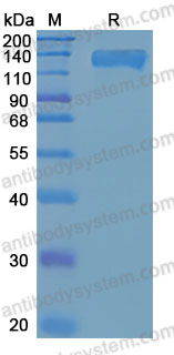 Recombinant Mouse IL31RA Protein, C-hFc-His (Active)