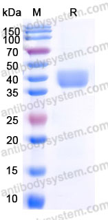 Biotinylated Mouse CD273/PD-L2 Protein, C-Avi-His