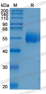 Recombinant Mouse CD357/TNFRSF18/GITR Protein, C-hFc-His (Active)