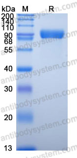 Recombinant Mouse Pirb/Lilrb3 Protein, C-His (Active)