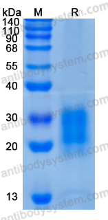 Recombinant Pig CSF2/GM-CSF Protein, C-His (Active)