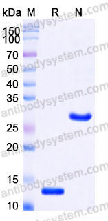 Recombinant Rat TGFB3/TGF-beta-3 Protein, Tag free (Active)