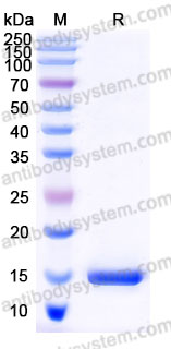Recombinant Rat BDNF Protein, Tag free (Active)