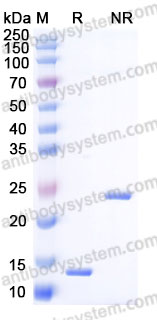 Recombinant Rat TGFB2/TGF-beta-2 Protein, Tag free (Active)