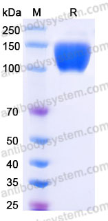 Biotinylated Cynomolgus monkey CD203c/ENPP3 Protein, N-Avi-His
