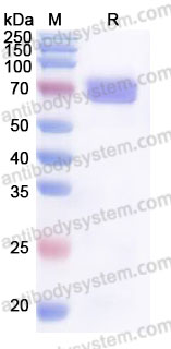 Recombinant Cynomolgus monkey CD25/IL2RA Protein, C-Fc (Active)