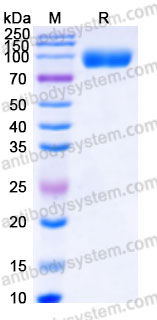 Recombinant Cynomolgus monkey CD340/ERBB2/HER2 Protein, C-His (Active)