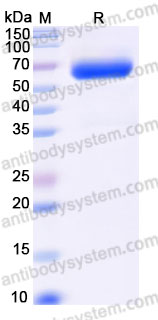 Recombinant Rhesus monkey CD98/SLC3A2 Protein, N-His (Active)