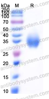 Recombinant Cynomolgus monkey CD16a/FCGR3A Protein, C-His (Active)