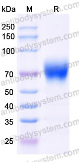 Biotinylated Cynomolgus monkey CD28 Protein, C-Fc-Avi