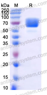 Recombinant Cynomolgus monkey CD28 Protein, C-Fc (Active)