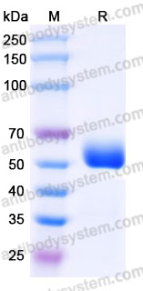 Recombinant Rhesus monkey CD155/PVR Protein, C-His (Active)