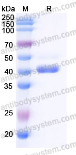 Recombinant Cynomolgus monkey CD227/MUC1 Protein, C-Fc (Active)
