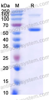 Recombinant Cynomolgus monkey CD223/LAG3 Protein, N-8*His (Active)