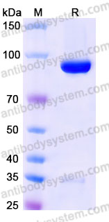 Recombinant Cynomolgus monkey CD223/LAG3 Protein, C-Fc (Active)