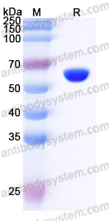 Recombinant Cynomolgus monkey CD73/NT5E Protein, C-His (Active)