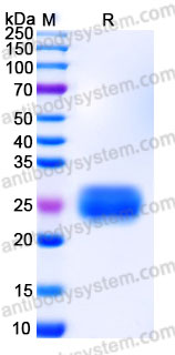 Recombinant Rhesus monkey CD252/OX40L Protein, N-8*His (Active)