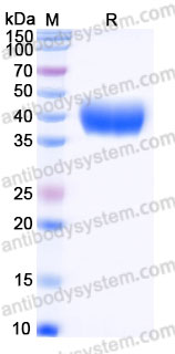 Recombinant Cynomolgus monkey CD80/B7-1 Protein, C-His (Active)