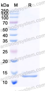 Recombinant Cynomolgus / Rhesus macaque IL15 Protein,  (Active)