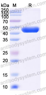 Biotinylated Cynomolgus monkey CD269/BCMA Protein, C-Fc-Avi