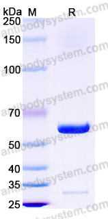 Recombinant Cynomolgus monkey CD137/4-1BB Protein, C-Fc (Active)