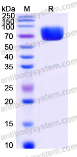 Recombinant Rhesus monkey CDw210a/IL10RA Protein, C-Fc (Active)