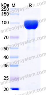 Recombinant Cynomolgus monkey CD166/ALCAM Protein, C-His (Active)