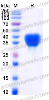 Recombinant Cynomolgus monkey CD279/PD1 Protein, C-His (Active)