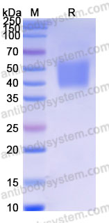 Recombinant Cynomolgus monkey CD226/DNAM-1 Protein, C-His (Active)