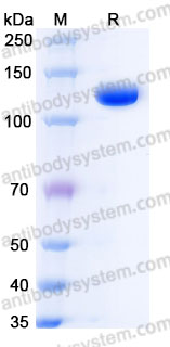 Recombinant Cynomolgus monkey CD276/B7-H3 Protein, C-Fc (Active)