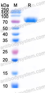 Recombinant Cynomolgus monkey CD276/B7-H3 Protein, C-His (Active)