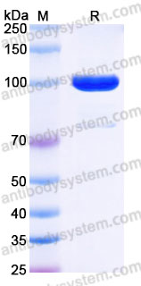 Recombinant Rhesus monkey CD85j/LILRB1/ILT2 Protein, C-Fc (Active)
