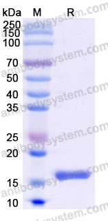Recombinant Cynomolgus monkey GDF15/MIC1 Protein, N-8*His-Flag (Active)