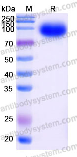 Recombinant Cynomolgus monkey CD318/CDCP1 Protein, C-His (Active)