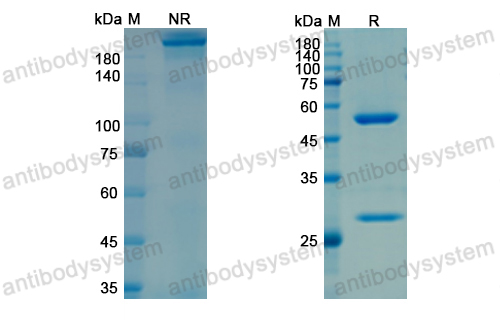 Research Grade Frunevetmab