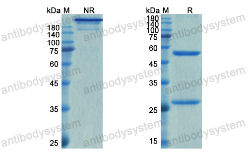 Research Grade Relfovetmab