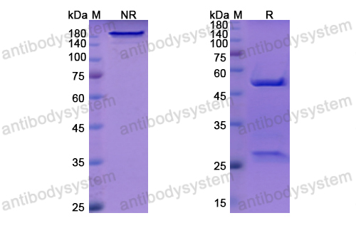 Research Grade Dovanvetmab