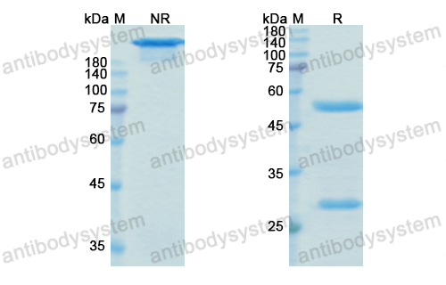 Research Grade Lorukafusp Alfa